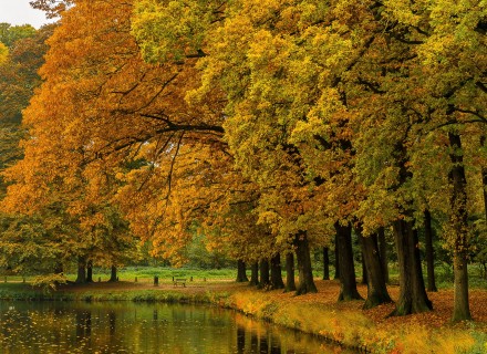bomen in herfstkleuren