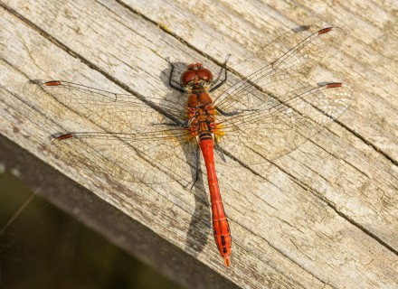 bloedrode heidelibel
