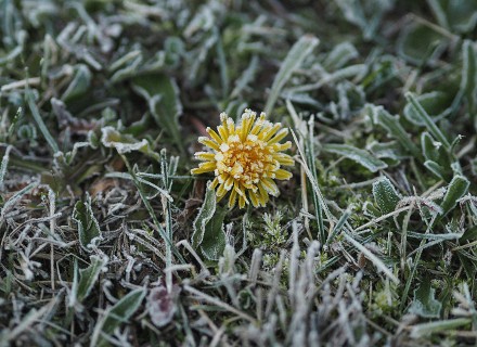 Bevroren paardenbloem