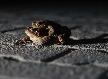 twee padden op weg