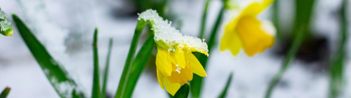 narcis met sneeuw
