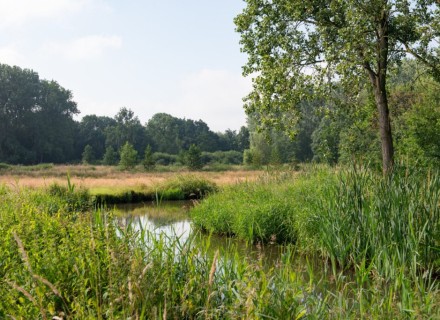 beekdal de Dommel