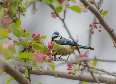 pimpelmees in bloesemboom