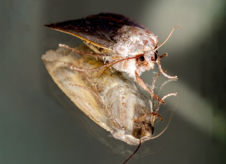 huismoeder