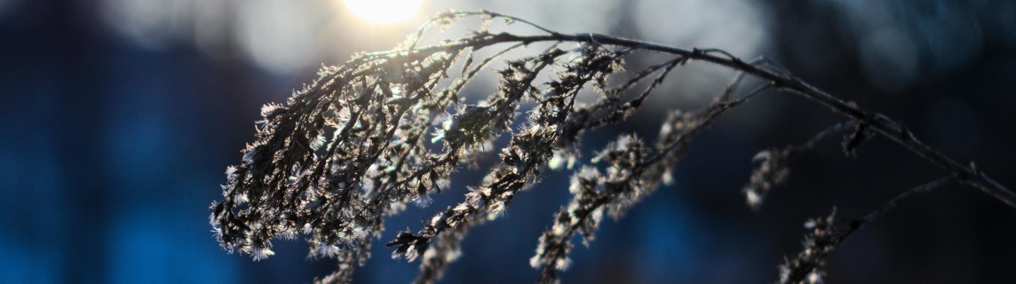 bevroren riet