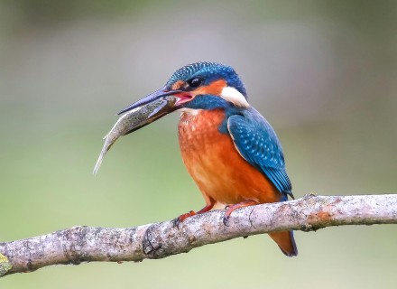 ijsvogel