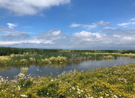 Marker Wadden