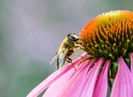 blinde bij op bloem