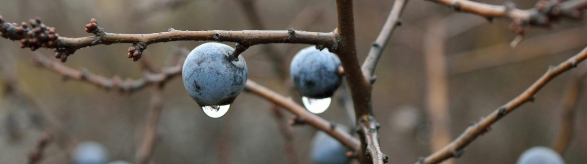 sleedoorn bessen met regendruppels