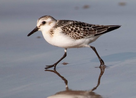 drieteenstrandloper