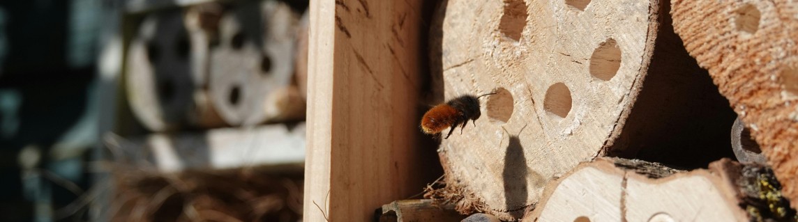 metselbij bij insectenhotel