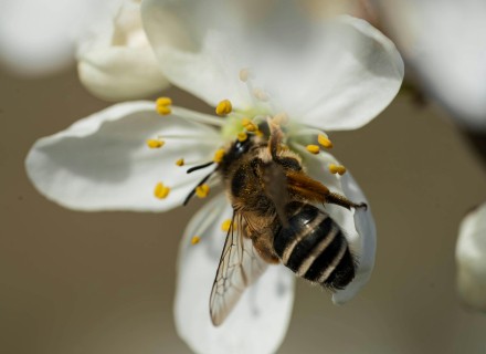 grasbij op bloezem