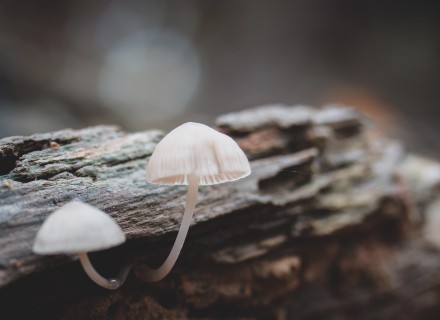 paddenstoel op hout