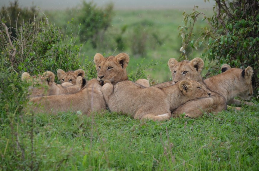 lion cubs.jpeg