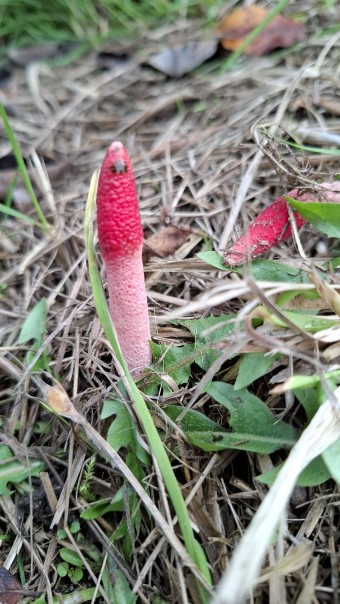 Roze stinkzwam