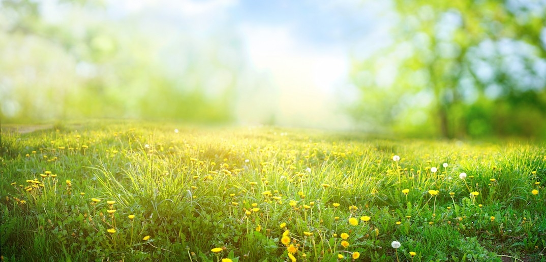 Beautiful meadow field with fresh grass and yellow dandelion flowers in nature against a blurry blue sky with clouds. Summer spring perfect natural landscape.