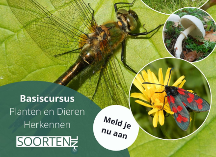 Aankondiging basiscursus