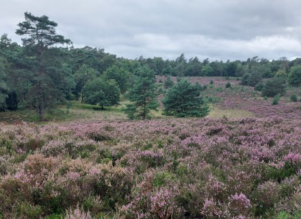 Heidelandschap
