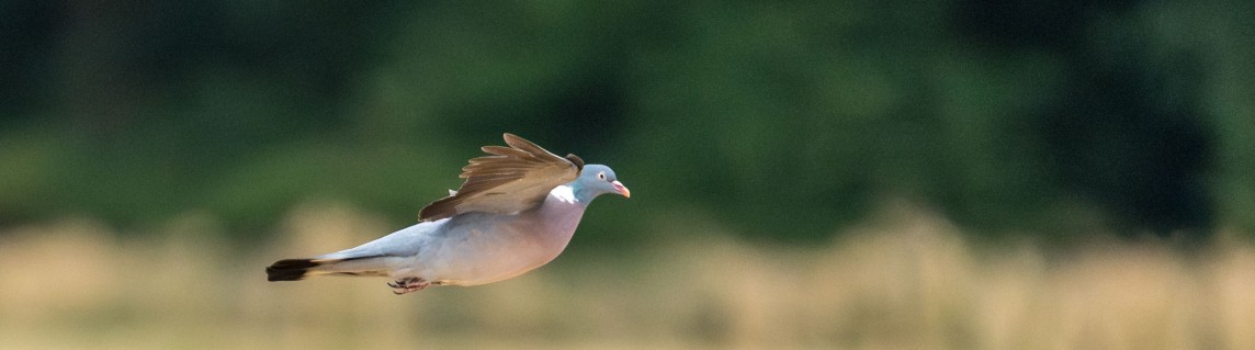 houtduif in vlucht
