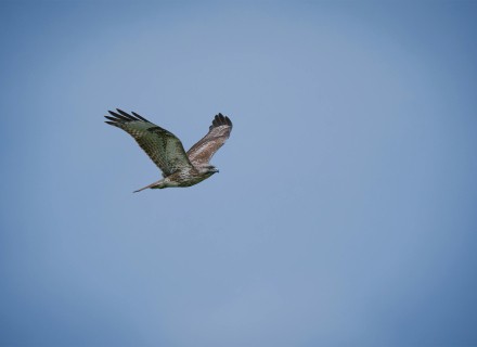 buizerd 