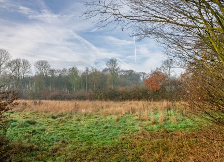 verwilderd landschap