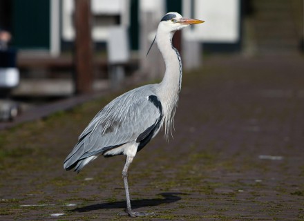 blauwe reiger in de stad