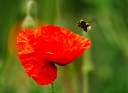 klaproos met hommel