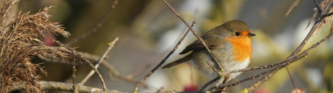roodborst