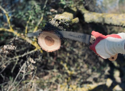 bomen zagen