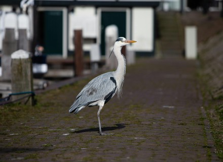 Blauwe reiger op een dak