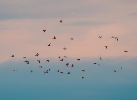 vogels in de lucht