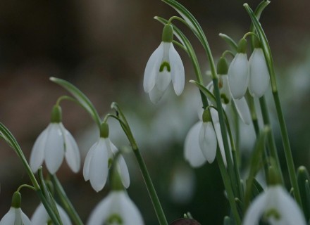 sneeuwklokjes