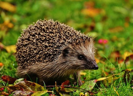 egel
