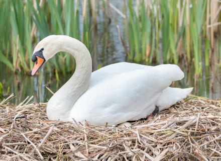 knobbelzwaan op nest