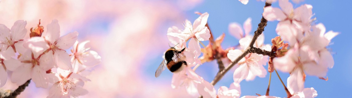 aardhommel op prunus