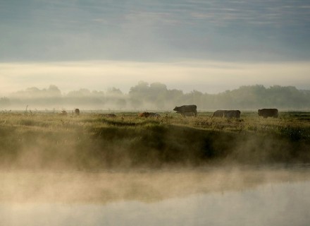 koeien in mistig ochtendlandschap