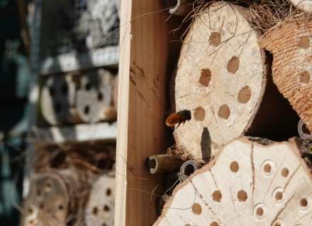 Gehoornde Metselbij bij een insectenhotel