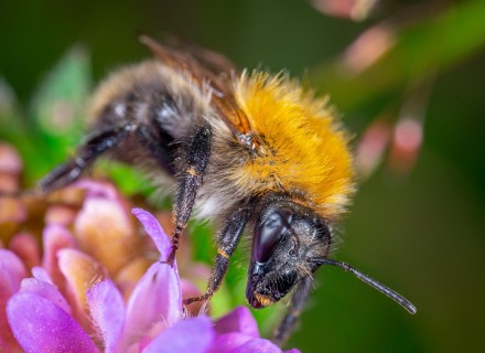 hommel op bloem
