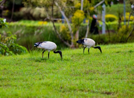 heilige ibis