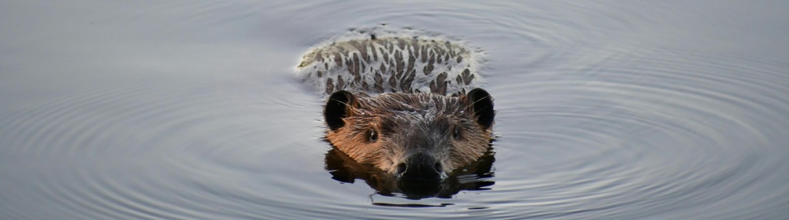 bever