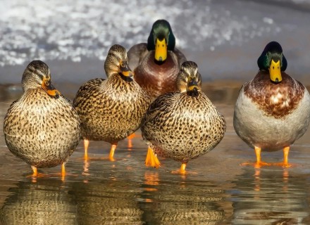 groep mensen wandelen door een bos